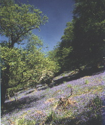 Spring along the banks of Loch Lomond - West Highland Way
