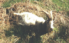 Wild Goat - West Highland Way